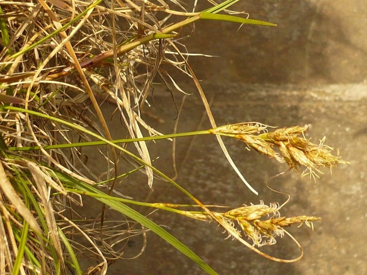 Carex repens (Cyperaceae)